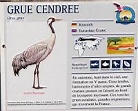 Grue cendree, Grus grus (Photo F. Mrugala) (txt)